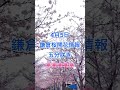 4 5（金）鎌倉鶴岡八幡宮の参道（段葛）桜開花情報五分咲き🌸🌸🌸🌸🌸 鎌倉桜開花情報 shorts