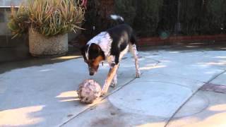 Smartest Dog In The World Jumpy 123 trick