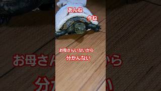 ピンポーン！誰か来た#short#亀#可愛い#流行る#バズる#ウンキュウ#ペット#人気#曲#turtle#演技力#こども