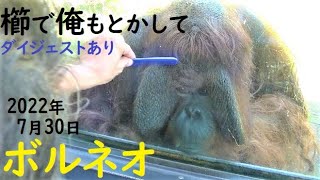 ボルネオ君（36歳）が、何回もオヤジの前で毎回10分以上コミュニケーションしてくれました　オランウータン　多摩動物公園　2022年7月17日