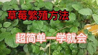 草莓如何繁殖？有“两种”方法，超级简单一学就会