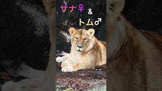 サナ♀andトム♂【Part2】 #はまzoo #浜松市動物園 #サナ #トム #夫婦 #のんほいパーク