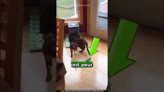 Pourquoi les chats ont-ils peur des concombres ? 🐱😲🥒