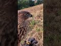 brown goshawk vs tir tiran accipiter alapalap burung hunting huntingbirds birds birdhunting