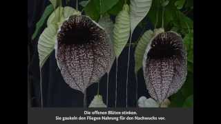 Aristolochia grandiflora