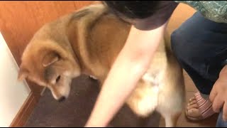 【犬の芸】ドッグトリック「スピン」の練習 犬のしつけ  Shiba Inu NANA spin