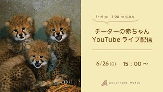 【アーカイブ配信】チーターの赤ちゃんの様子をお届け♪（2022.6.26）