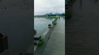 Tanaman Jagung Terendam Banjir di Kec. Trenggalek #shorts #corn #bencanaalam #breakingnews #petani