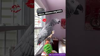 Symon is trying to get on Alexa’s good side🤣💋❤️#alexa #amazonalexa #parrot #birds #africangrey #ai