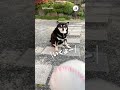 ボールぶつけられただけ…｜peco 黒柴 柴犬 柴犬のいる暮らし 柴犬大好き shiba shibainu shibainulife shibainulove