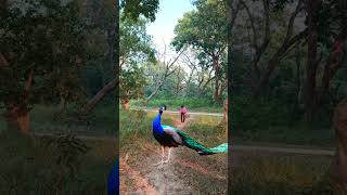 Morning time peacock walk in vtr forest #birds #nature #wildlifedocumentary #birdsounds