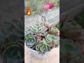 echeveria amistar