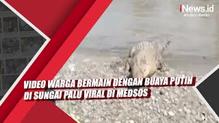 Video Warga Bermain dengan Buaya Putih di Sungai Palu Viral di Medsos