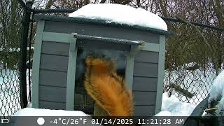 DSCF0084TrailCam Video 14 January 2025 1121   Squirrel