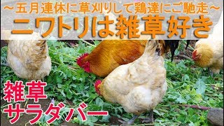 ニワトリは雑草好き～5月連休に自宅裏の草刈りをして鶏達にご馳走～