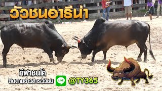 ดุกด้างใจเด็ดเพชรควนเงิน (อ้ายประกัน) vs โหนดอัศวินยอดนักสู้ (สมองกล) | สนามกีฬาชนโคบ้านบ่อล้อ