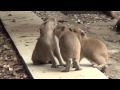 カピバラ　大宮公園小動物園　ハロー！みつごちゃん