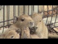 カピバラ　大宮公園小動物園　ハロー！みつごちゃん