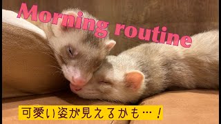 フェレットちゃんMorning routine〜♫