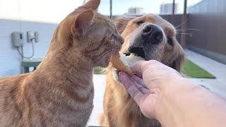 パンに貪りつく愛犬と愛猫が食いしん坊すぎるｗ