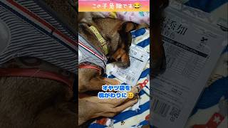 とっても幸せそうな愛犬。でもこれは何かのカモフラージュ。最後に本性をむき出し😂#雑種犬 #愛犬との暮らし