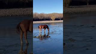 Wild Horse Magic #arizona #wildlife #wildwest #desertlover #wildhorses