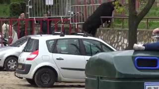 Montpezat taureau neuf saute le mur