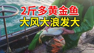 狂风巨浪出大货发大财，收获2斤多的黄金鱼，至少能值两千多元【南澳岛记录员彪哥】