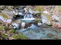 【西丹沢 西沢 滝・渓谷めぐり】丹沢 渓谷 清流 紅葉 2024年11月23日 nature asmr waterfall trekking canyon maple gx011576