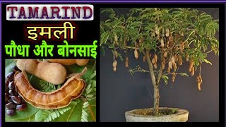 How to growTamarind plant from seeds | imli ka bonsai kaise banaye | imli ka podha gamle main ugao.