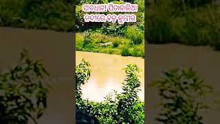 Crocodile news/ସାବଧାନ ! pitakalia riverରେ ବୁଲୁଛି କୁମ୍ଭୀର #shorts #crocodilevideo #crocolive #viral