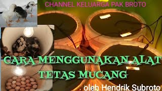 CARA MENGGUNAKAN ALAT TETAS MUCANG