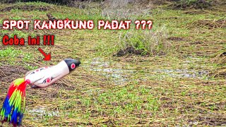 Rekomendasi Umpan Casting Spot Tanaman Kangkung Padat ✅️