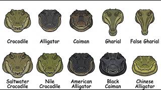 Every Type of Crocodilian Explained in 8 Minutes