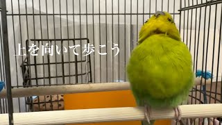 【上を向いて】セキセイインコ一家  #vlog #セキセイインコ