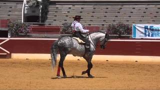 Dressage Artistique, Marlène Garcia - Mont de Marsan