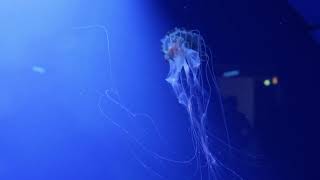 A group of jellyfish swimming underwater at display in an aquarium - Sea life Free Video Footage