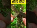 after 60 days of fruit tree citrus grafting remember to untie the film in time 果樹迅速嫁接60天后，記得解開薄膜