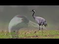 kurki grus grus common crane trana grugru