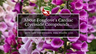 About Foxglove’s Cardiac Glycoside Compounds...