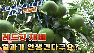 레드향재배 - 수확량 감소의 큰 원인 열과!! 열과를 줄이려면? (제주도 레드향재배)