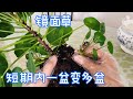 镜面草怎么养？这样做，一盆变多盆。(Chinese Money Plant)【莎拉养花】