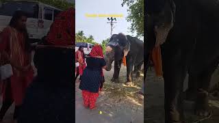 elephant shorts#வெள்ளரிக்காய் சாப்பிடும் யானை மீனாட்சி #(கொடுமுடி)