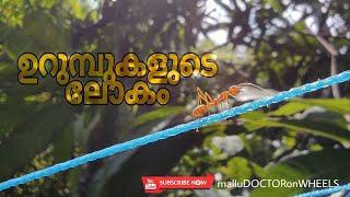 ഉറുമ്പുകളുടെ ലോകം - The TINY world of ANTS