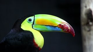Why are Toucan Beaks so Big?
