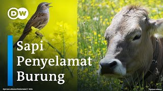 Kehidupan Burung di Alam Liar Jerman Pulih dengan Bantuan Sapi