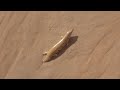 sand fish scincus scincus