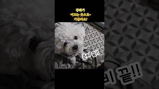 강아지가 주인을 이끌고 간 곳은? 두구두구!!  우리집 강아지는 미니비숑^^  #shorts