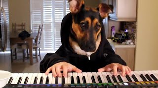16 Hilarious Pet Videos Compilation 2020