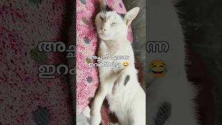 എനിക്ക് ജോലി ചെയ്യാൻ വയ്യായെ 😂#funny #shorts #trending #viral #for cat lovers